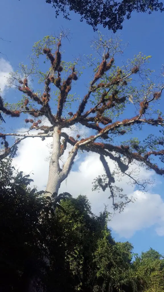 Ceiba Tree near the Entrance to Tikal National Park