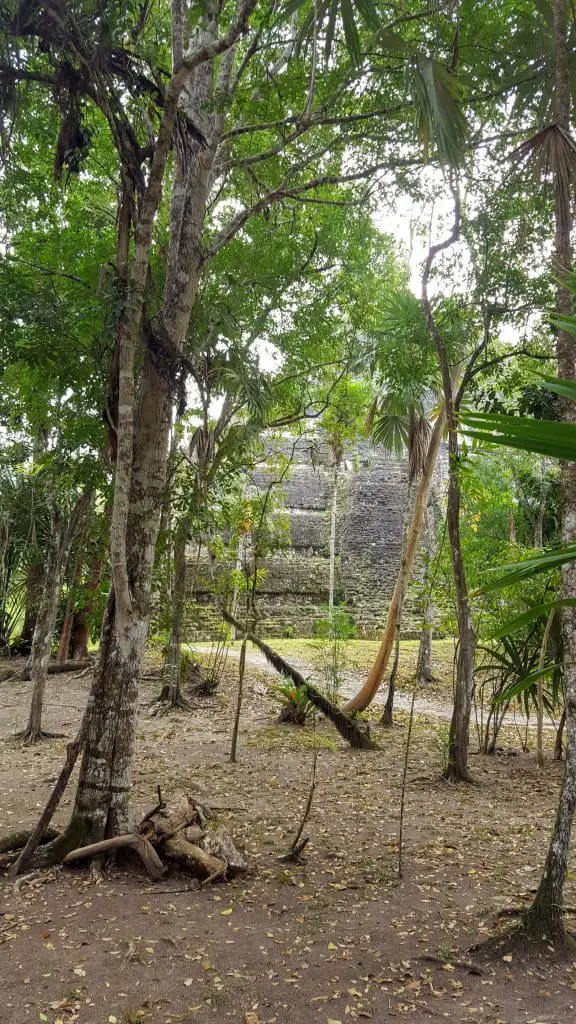 Tikal sunrise tour - Temple in the trees