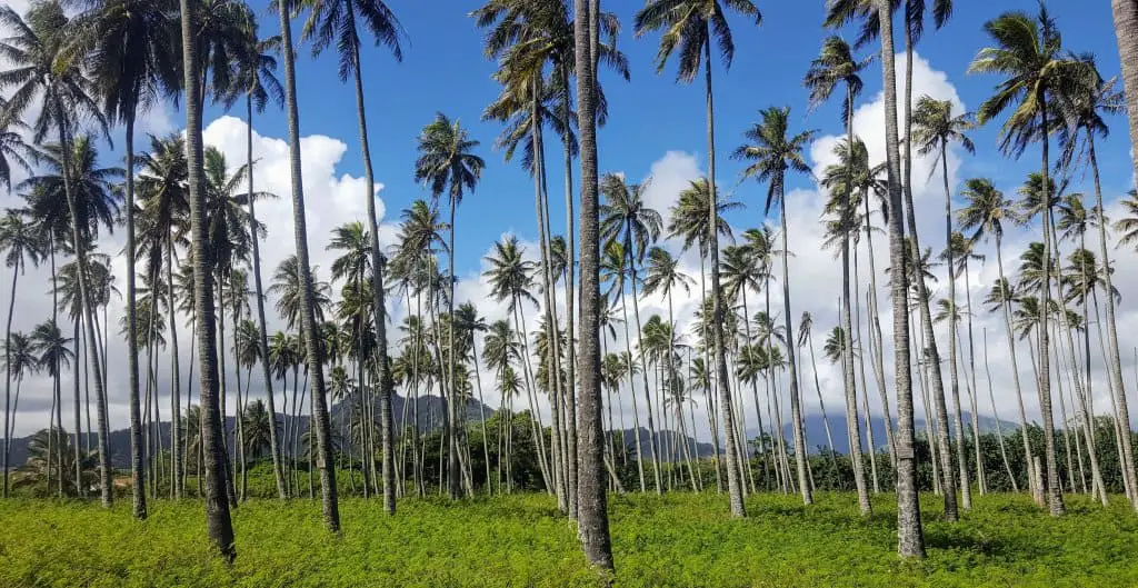 wher to stay on kauai - palm trees