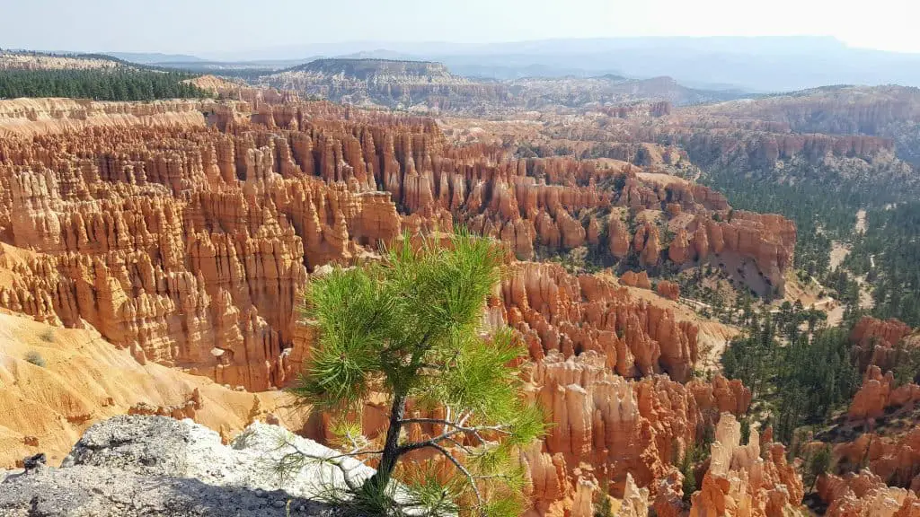 View of a small pine tree with Bryce Canyon National Park in the background