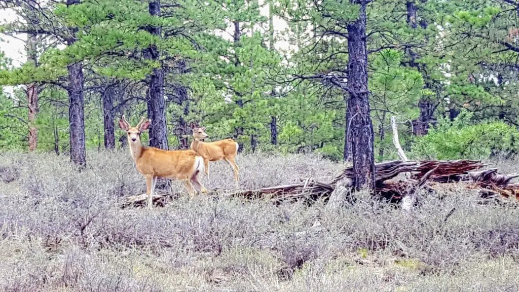 Two deer along the shared-use path on the way into Bryce Canyon National Park