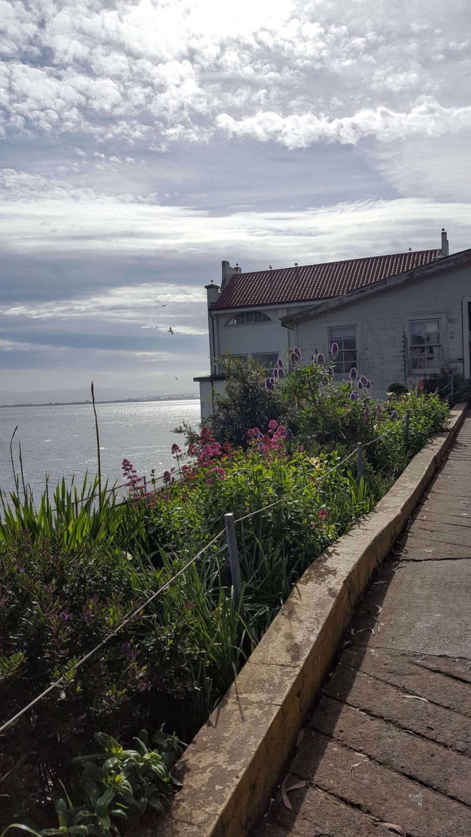 View of the ocean and flowers on the way in to Alcatraz