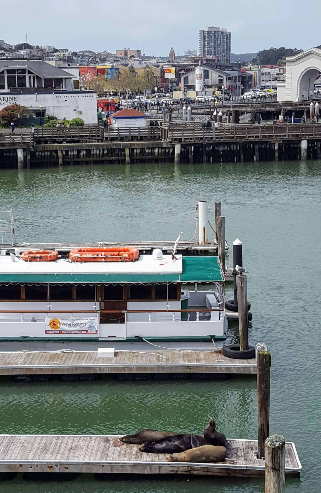 Sea Lions at Pier 39 Fishermans Wharf San Francisco