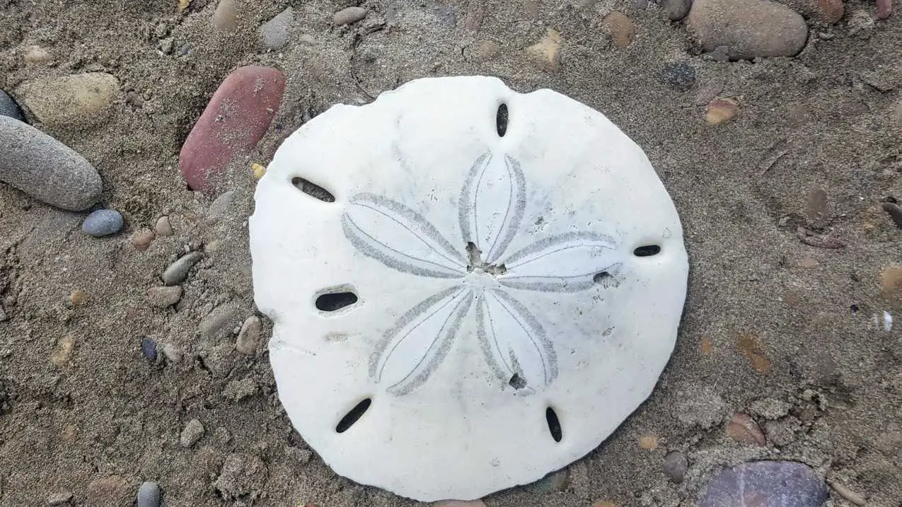 sand dollar at playa hermosa beach in Nicaragua