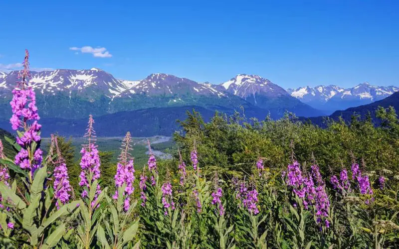 fireweed flowers with snow capped mountains in the back ground in Alaska