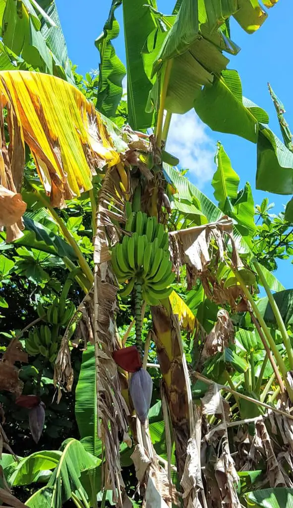 bananas growing on trees in hawaii