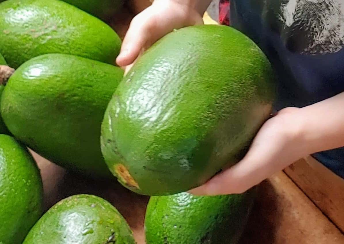 17 Varieties of Fruit in Hawaii You Simply Must Try Travels With Eli