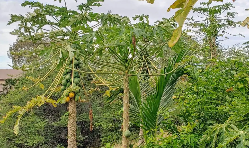 Papaya growing on trees in Hawaii