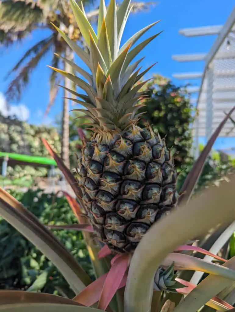 pineapple plant growing a pineapple