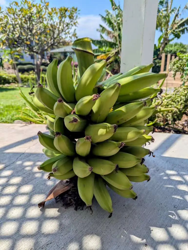 apple bananas in a huge bunch