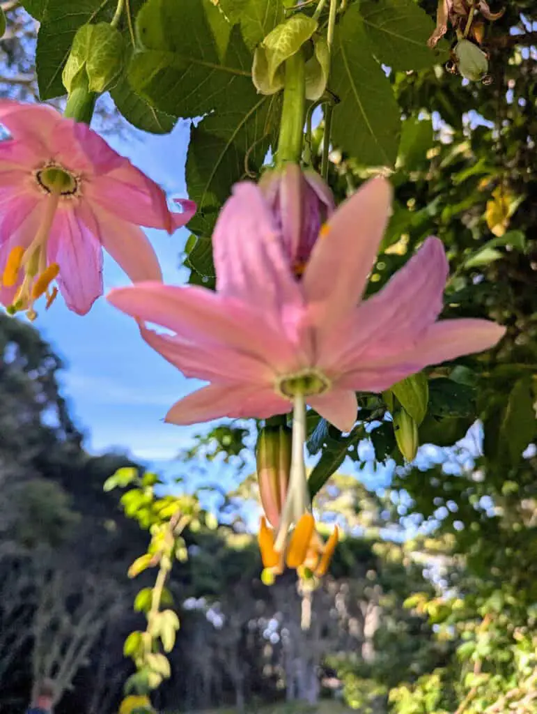 passion fruit flower