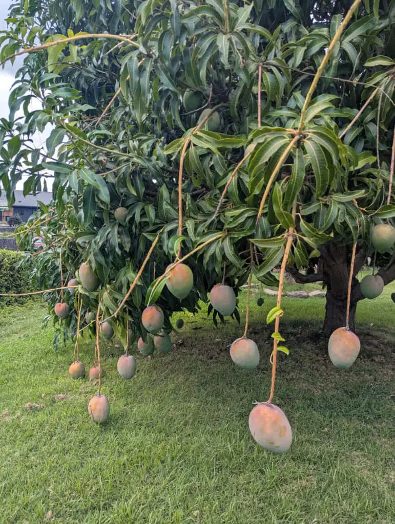 mango tree leaded with mangos