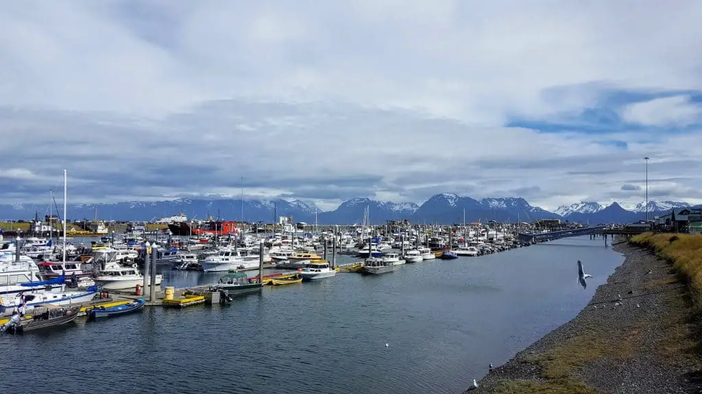 Boats in the harbor in Homer Alaska
