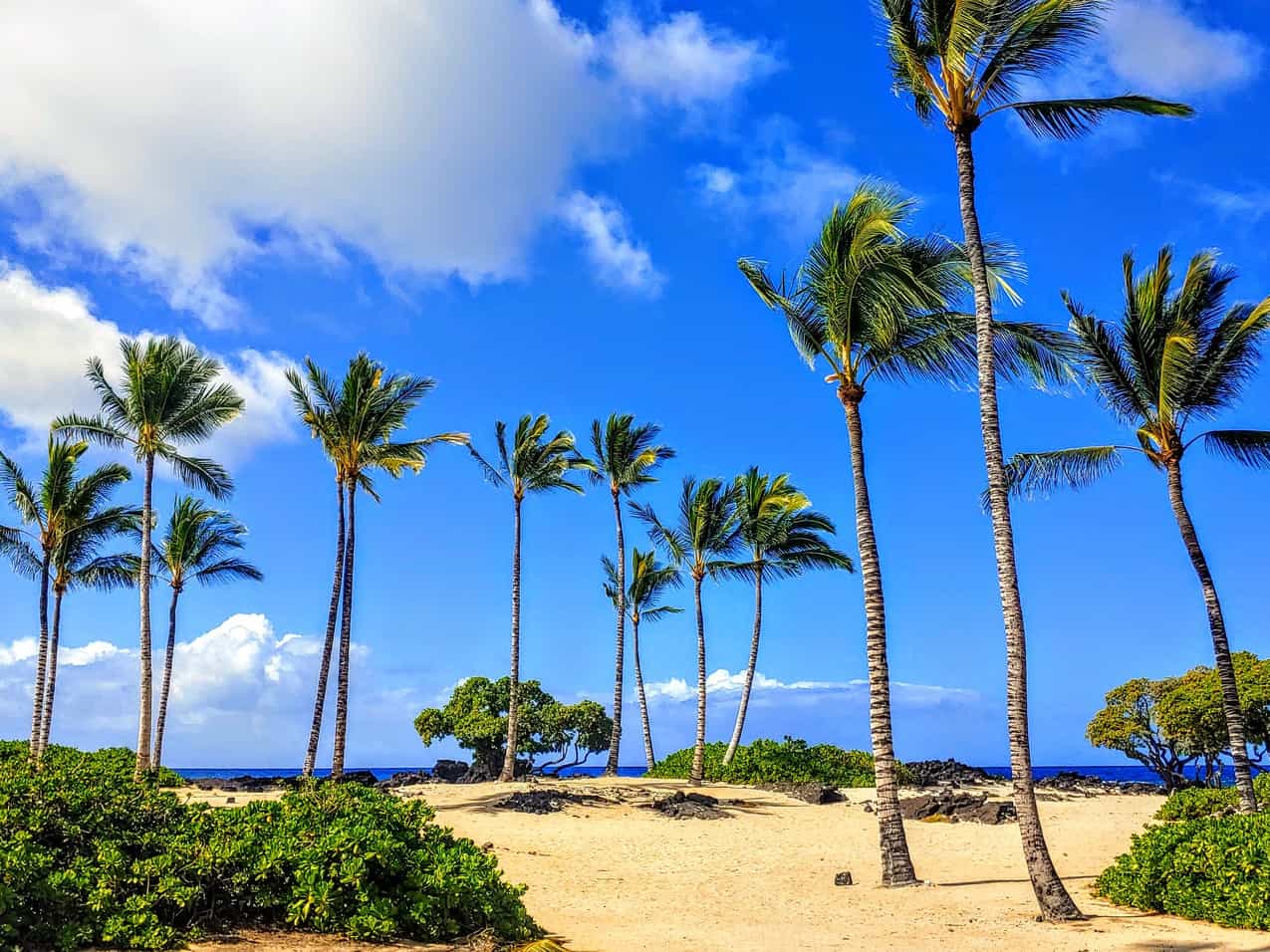 Palm trees and sand on the beach - Big Island Hawaii
