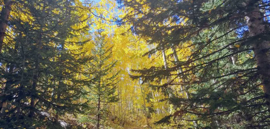 Yellow aspens and green pines in Colorado in the fall