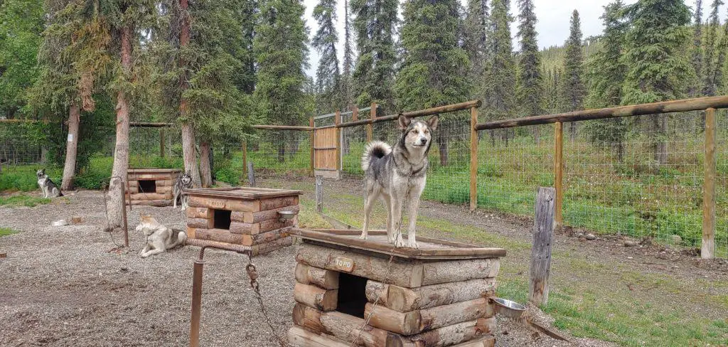 Sled dog standing on her kennel in Denali National Park Alaska