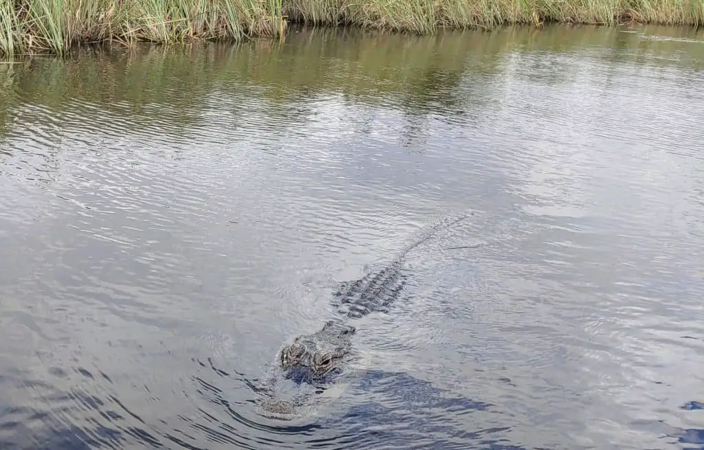 alligator in the water in Everglades National Park