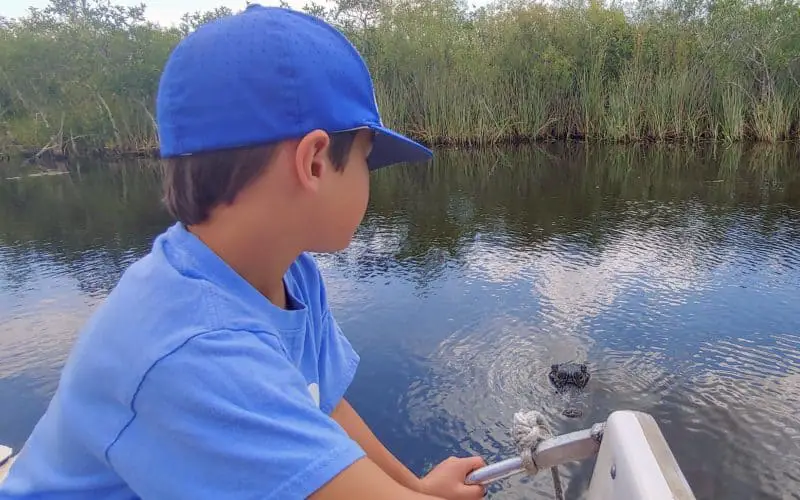 Boy in an airboat in the everglades looking at an alligator in the water