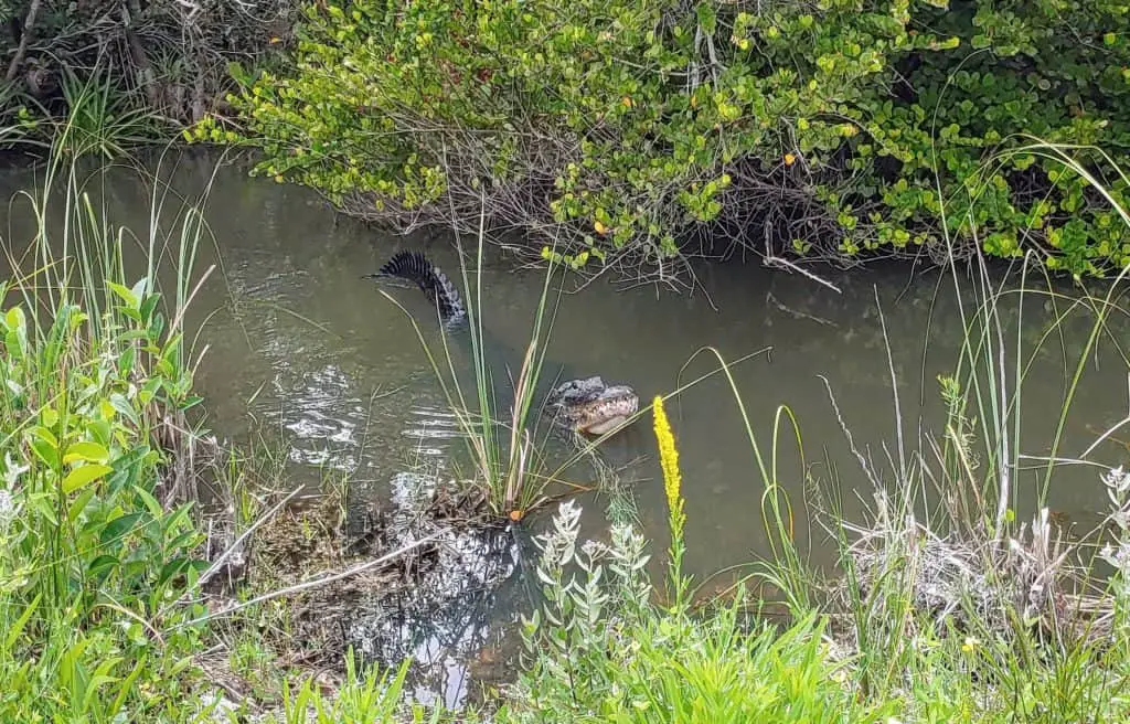 Alligator in the Everglades National Park