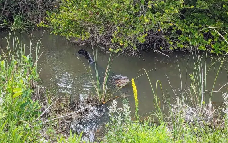 Alligator in the Everglades National Park