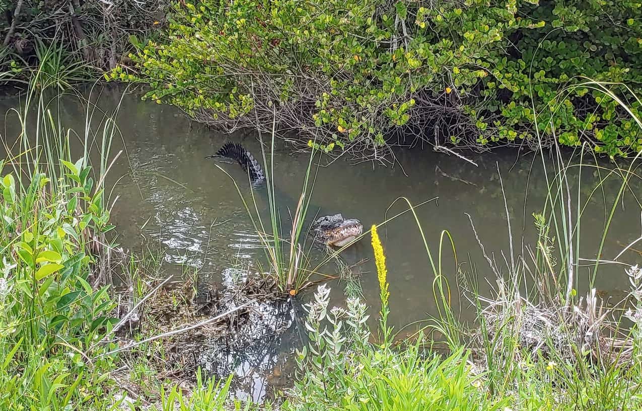 Alligators In The Everglades - The Gator Viewing Gide - Travels With Eli