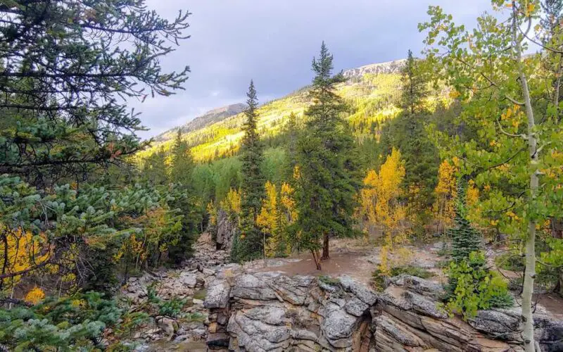 Aspens turning yellow in the fall on a mountainside in Colorado