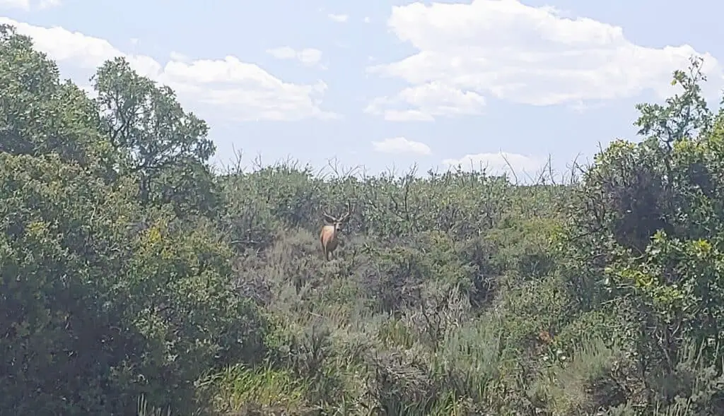 buck deer in the bushes at Black Canyon of the Gunnison National Park