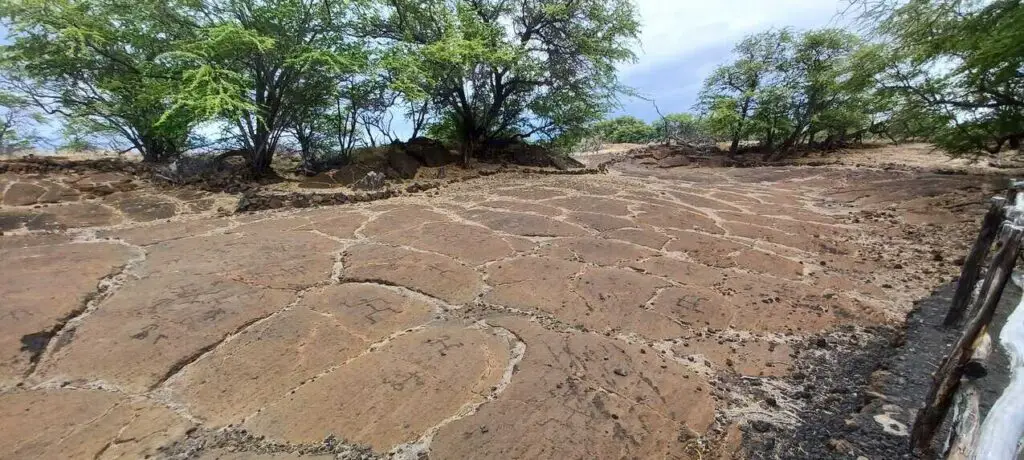 ancient Hawaiian petroglyphs at the Puakō Petroglyph Field