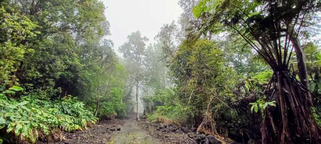 Cloud Forest on the Big Island of Hawaii