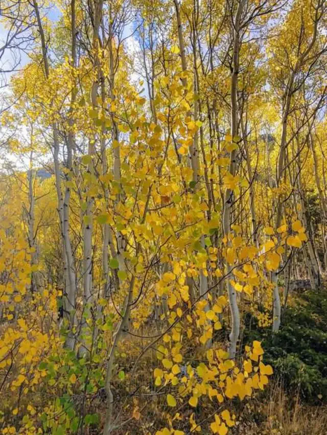 Perfect Fall Color Drive From Denver
