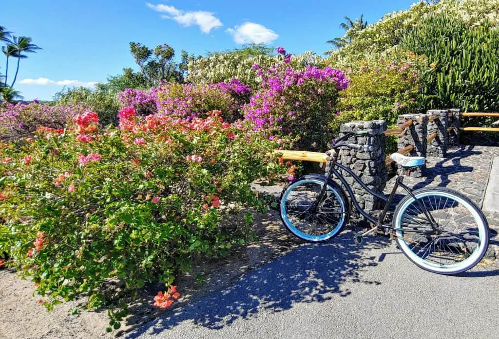 Bike at the beach in front of a bougainvillea