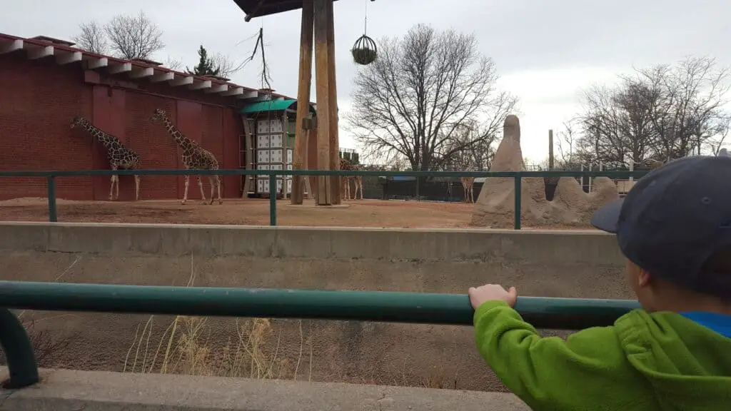boy looking at giraffes at the Denver Zoo