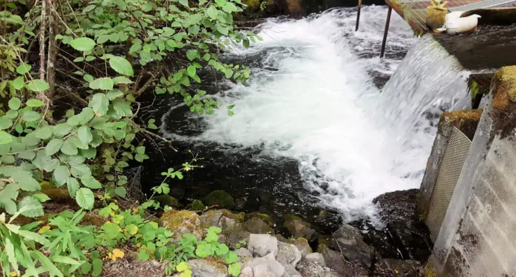 Salmon spawning at Bear Creek Weir in Seward Alaska