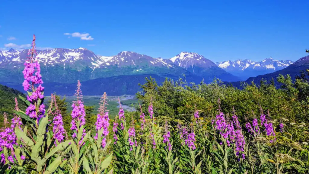 Fireweed and snow capped mountains in Kenai Fjords National Park near Seward, Alaska