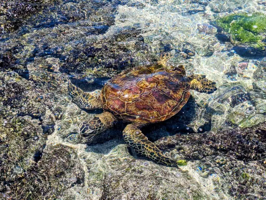 Turtle swimming in the ocean in Hawaii
